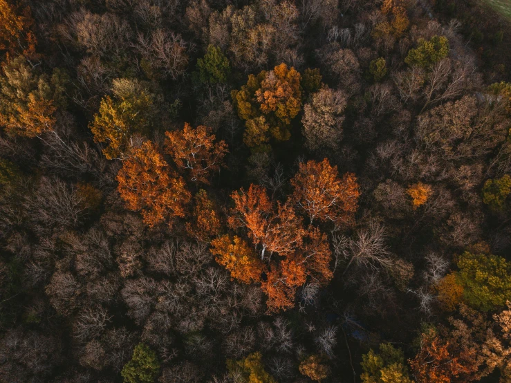 an aerial view of a forest in autumn, pexels contest winner, orange and black tones, brown, instagram post, ((trees))