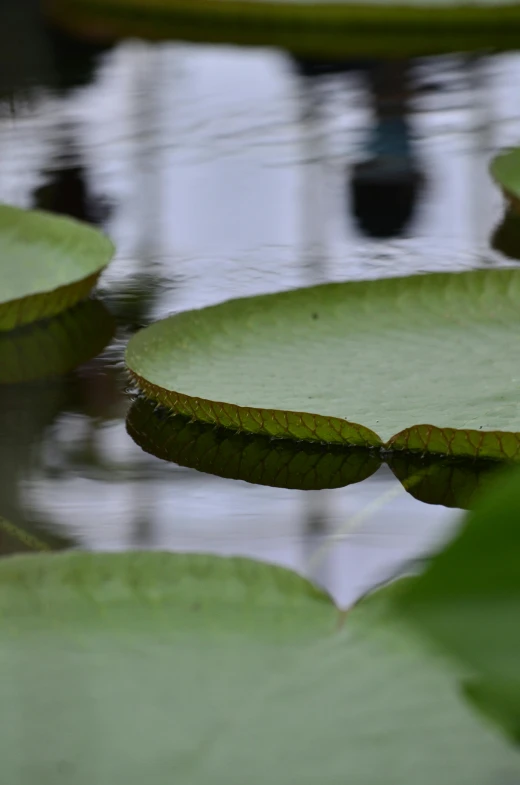 a group of water lillies floating on top of a pond, by David Simpson, pexels, very detailed leaves, close - up profile, 200mm wide shot, botanic garden