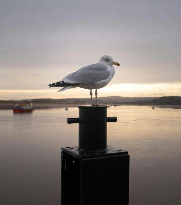 a seagull sitting on top of a post next to a body of water, by Paul Bird, pexels contest winner, happening, maryport, moody evening light, portrait of a big, bird\'s eye view