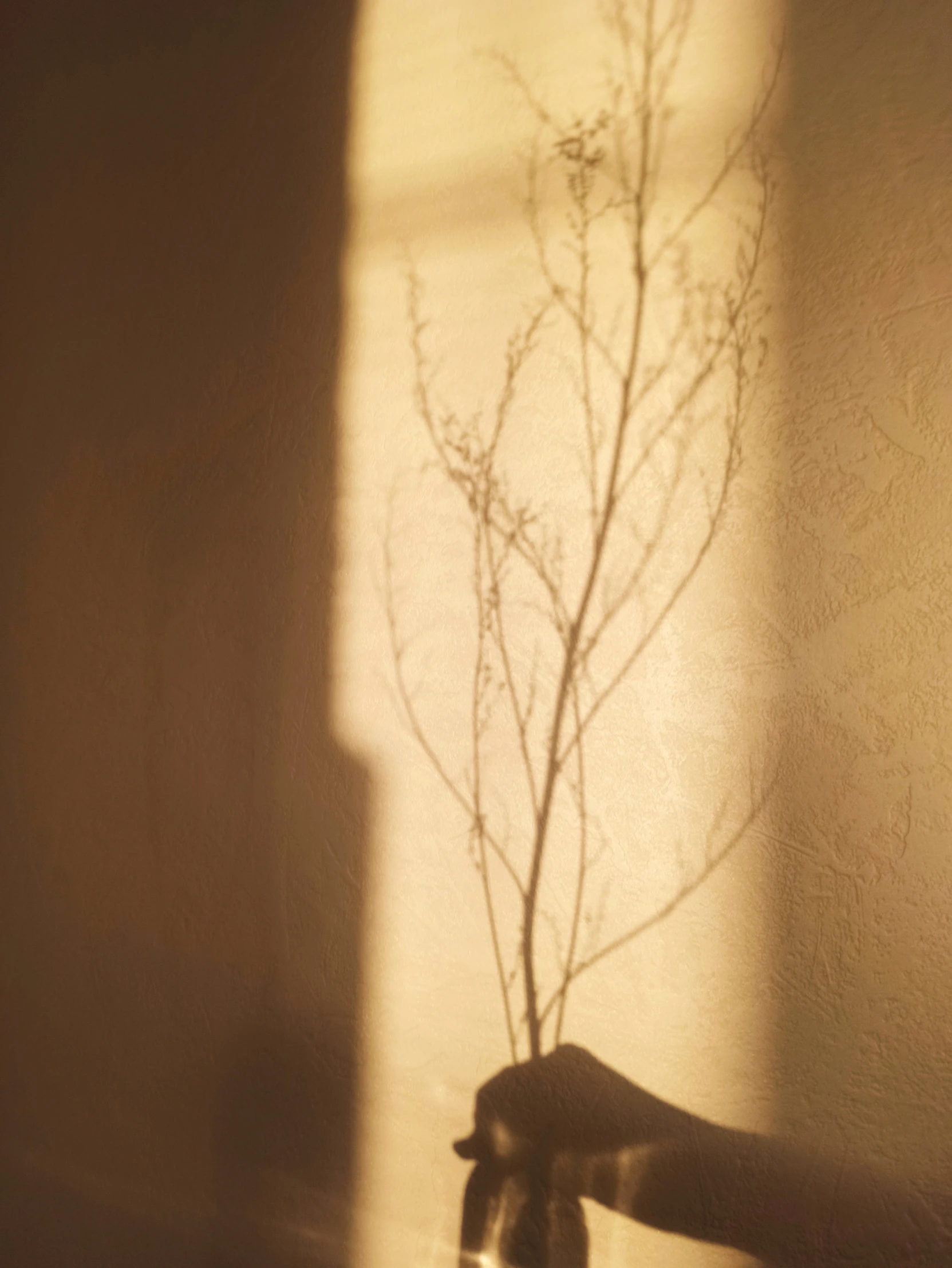 a person holding a vase with a plant in it, inspired by Elsa Bleda, unsplash, postminimalism, large tree casting shadow, rinko kawauchi, grainy film still, warm golden backlit