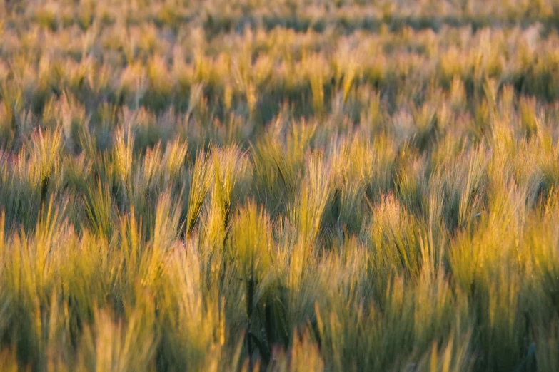 a field filled with lots of green grass, by David Simpson, trending on unsplash, soft golden hour lighting, malt, brown, large scale photo
