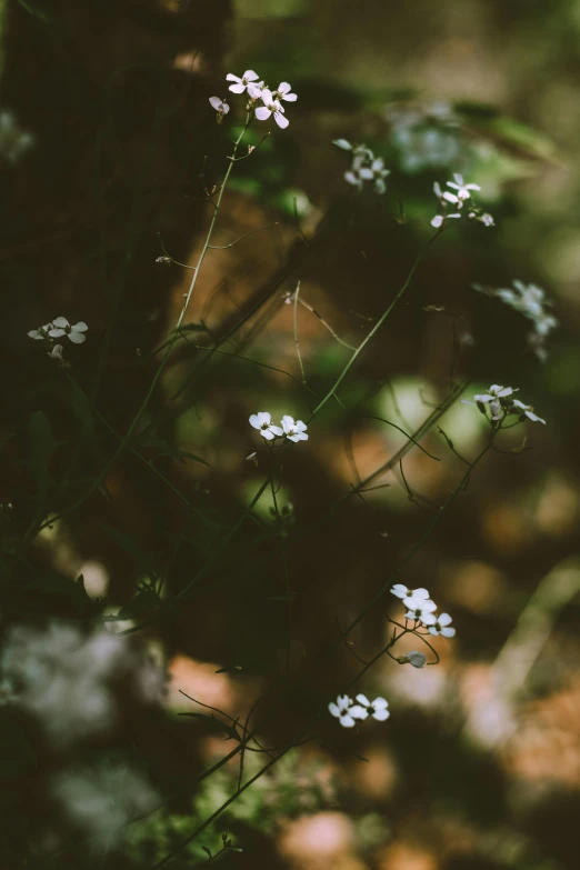a group of small white flowers sitting on top of a lush green forest, a picture, unsplash, aestheticism, dark and muted colors, flowers and vines, cinematic shot ar 9:16 -n 6 -g, carson ellis