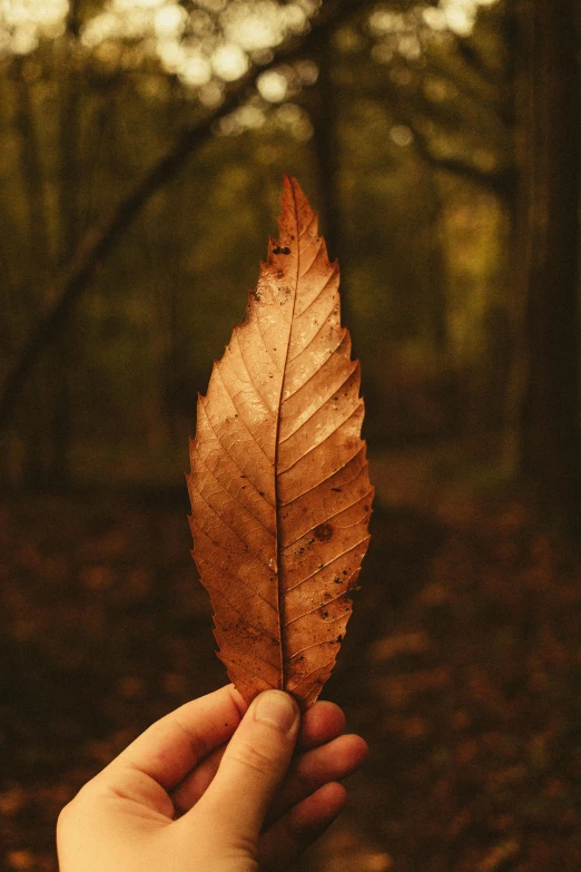 a person holding a leaf in a forest, an album cover, inspired by Elsa Bleda, pexels contest winner, symbolism, brown colors, feather, sustainable materials, single light