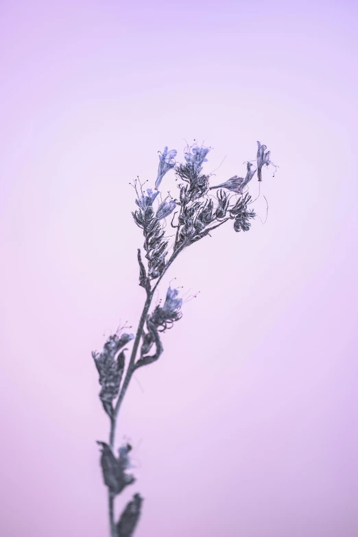 a close up of a plant with a pink sky in the background, a microscopic photo, by Attila Meszlenyi, generative art, made of dried flowers, blue tint expired film, gypsophila, second colours - purple