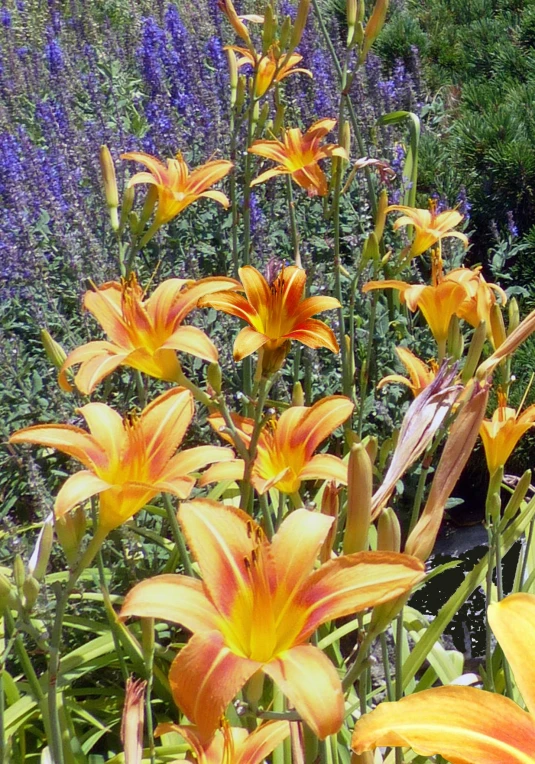 a garden filled with lots of different types of flowers, orange purple and gold ”, lily, taken in the mid 2000s, yellow-orange