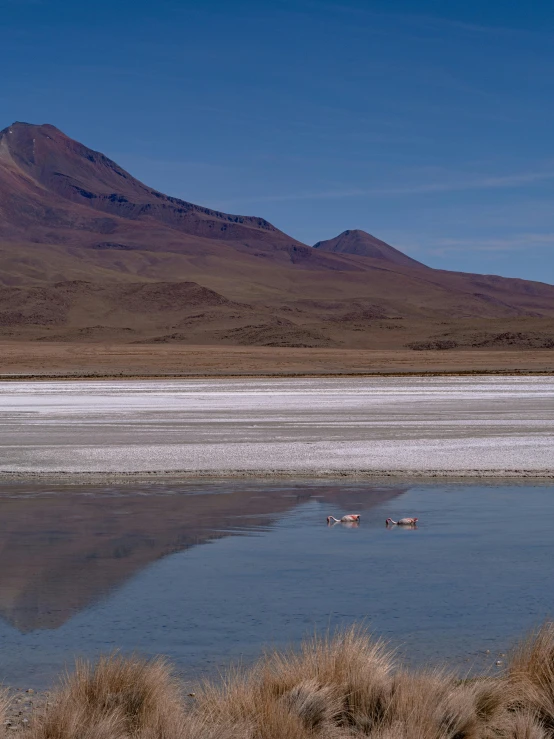 a body of water with a mountain in the background, inspired by Scarlett Hooft Graafland, pexels contest winner, land art, flamingoes, bolivian cholitas, silver dechroic details, background image