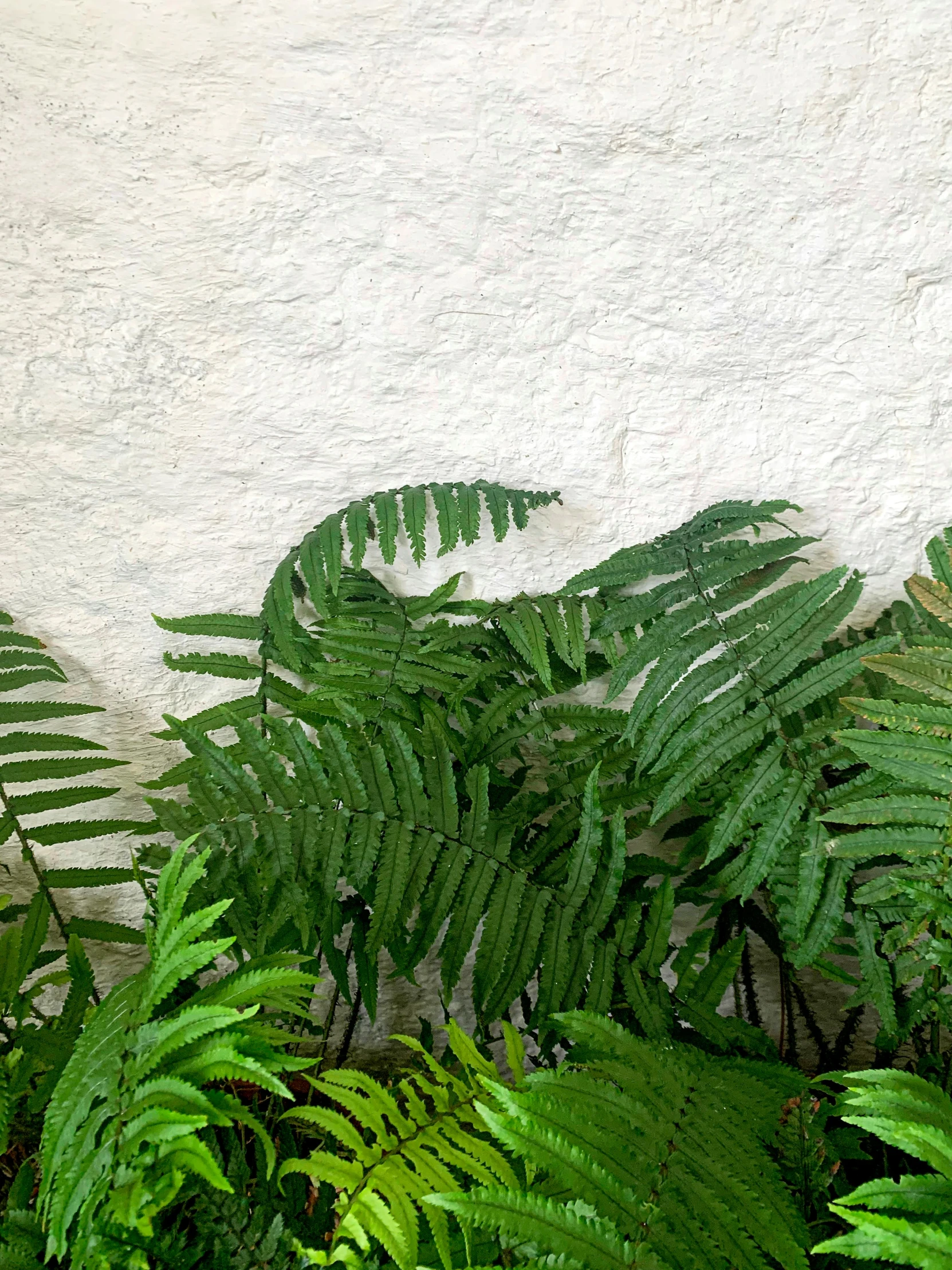 a red fire hydrant sitting next to a bunch of green plants, by Robbie Trevino, photorealism, ferns and mold on concrete, white wall, taken on iphone 14 pro, verdant plants green wall