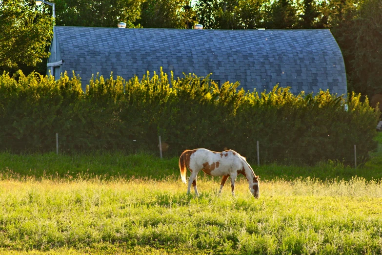 a brown and white horse grazing in a field, by Pamela Drew, unsplash, late afternoon sun, nosey neighbors, low quality photo, cinematic shot ar 9:16 -n 6 -g