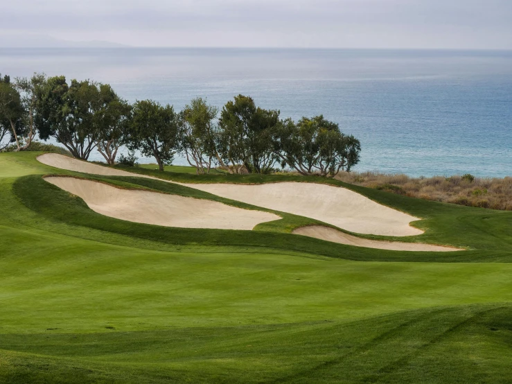 a golf course with the ocean in the background, eucalyptus, avatar image, fan favorite, bunkers