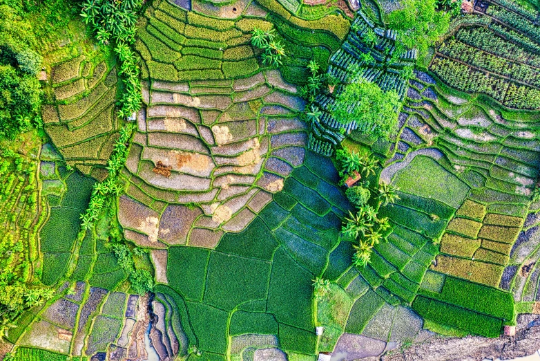 a group of people standing on top of a lush green field, a mosaic, by Daniel Lieske, pexels, land art, terraced, an abstract tropical landscape, hyperdetail, flatlay