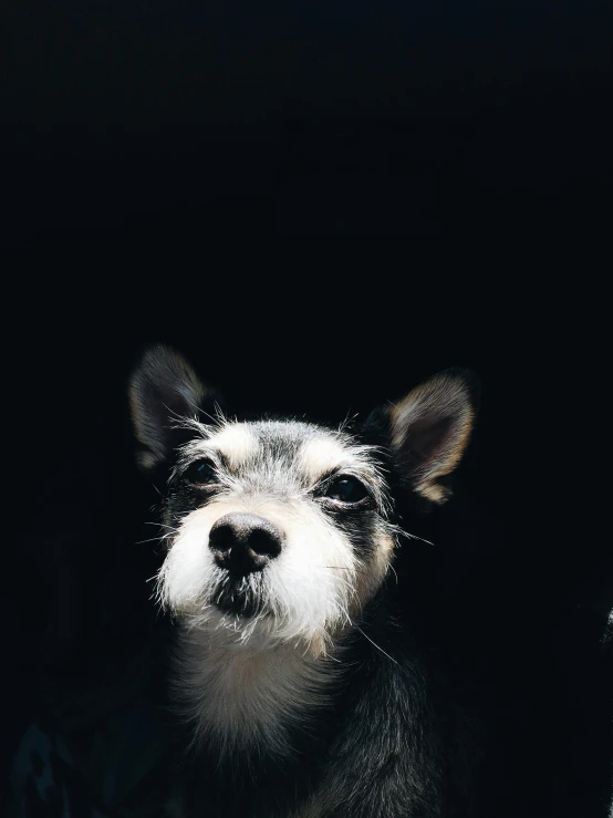 a black and white dog looking out of a window, pexels contest winner, black backdrop!, jack russel terrier surprised, racoon dog, god had dog chihuahua's head