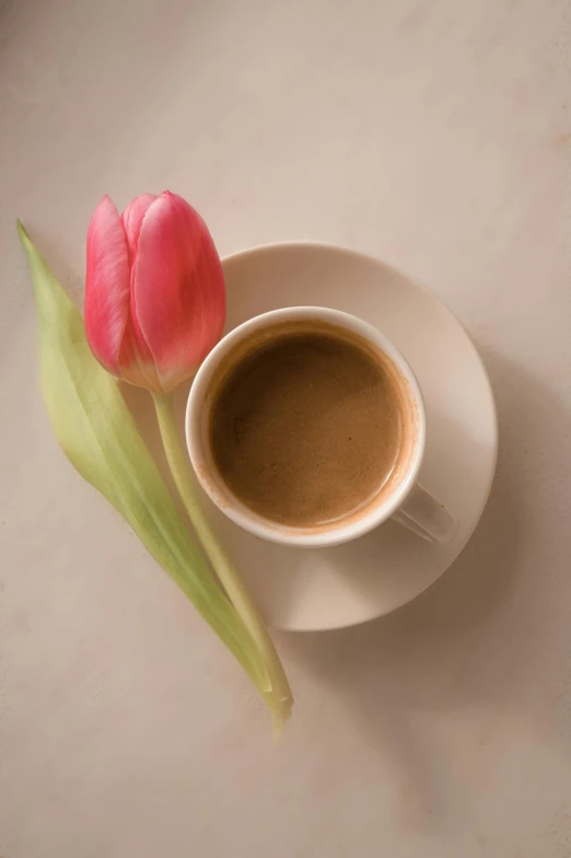 a cup of coffee and a flower on a table, photograph of april, john baer, david kassan, single