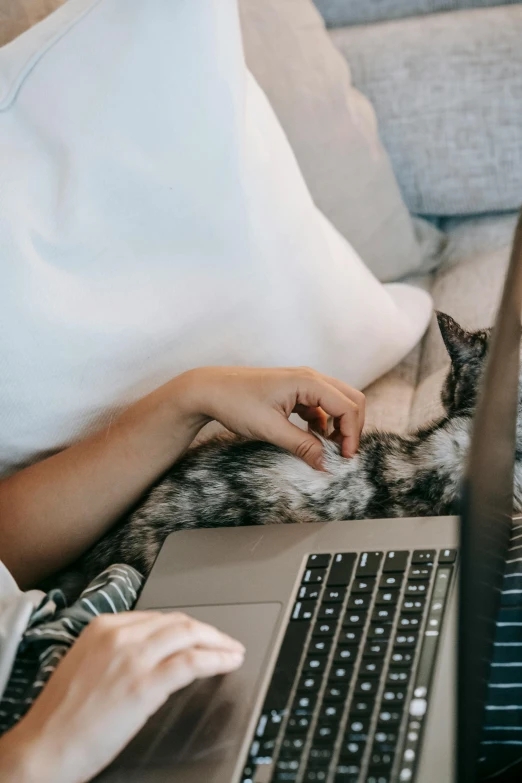 a woman sitting on a couch using a laptop computer, trending on pexels, romanticism, petting a cat, someone sits in bed, glossy surface, high angle