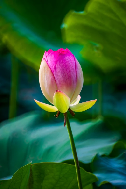 a pink flower sitting on top of a green leaf, sitting on a lotus flower, paul barson, highly upvoted, laos