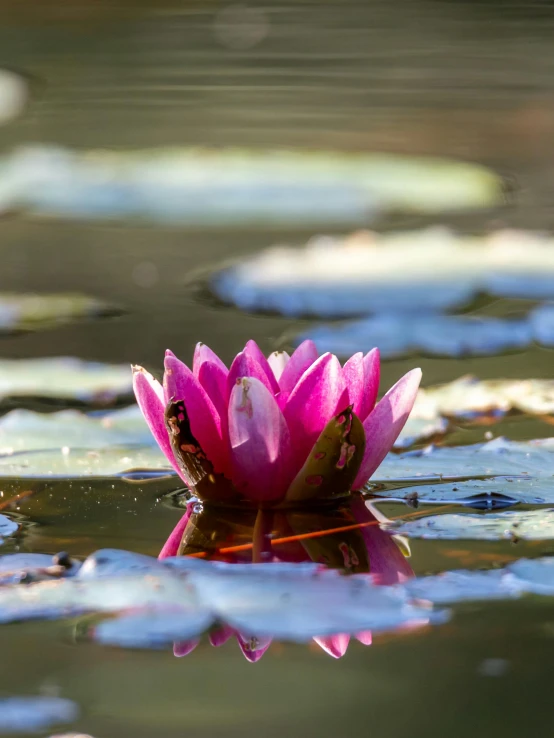 a pink flower floating on top of a body of water, sitting at a pond