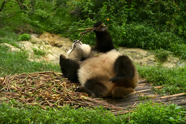 a panda bear laying on top of a pile of sticks, 2 animals, stretch, with a straw, qiangshu