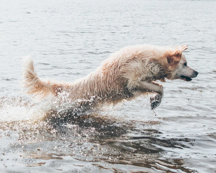 a dog jumps into the water to catch a frisbee, pexels contest winner, thumbnail, a blond, rinko kawauchi, hyperdetailed