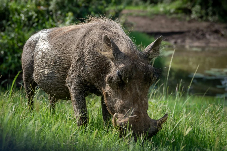 a warthog standing on top of a lush green field, a photo, by Jan Tengnagel, pexels contest winner, grey, close - up profile, thumbnail, 10k