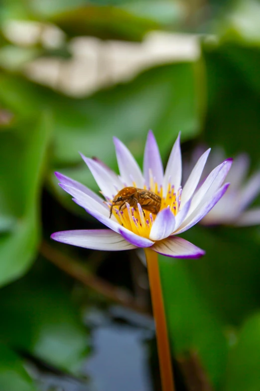 a bee sitting on top of a purple flower, lily pads, vietnam, taken in the early 2020s, fan favorite