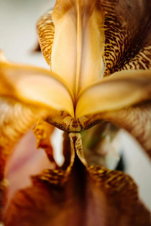 a close up of a flower in a vase, a macro photograph, by David Simpson, unsplash, renaissance, exotic lily ears, brown, extremely detailed frontal angle, close face view