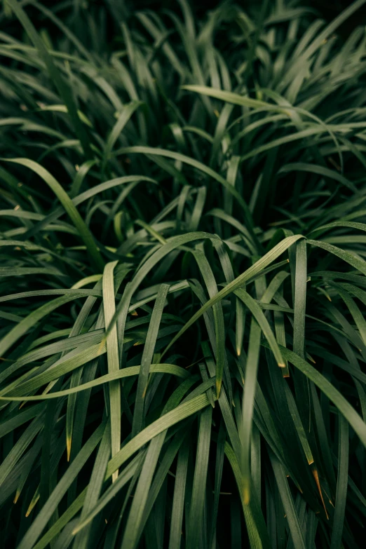 a fire hydrant sitting in the middle of a lush green field, by Attila Meszlenyi, unsplash, conceptual art, stylized grass texture, high angle close up shot, verdant plant wall, green iris