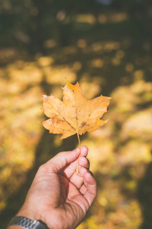 a person holding a leaf in their hand, pexels contest winner, shades of gold display naturally, vanilla, maple syrup, 1 2 9 7