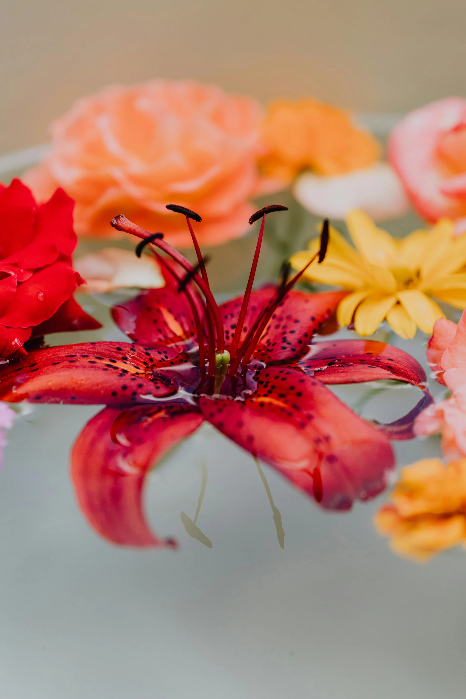 a bunch of flowers floating in a bowl of water, unsplash, bright colors with red hues, lily, zoomed in, mid-view