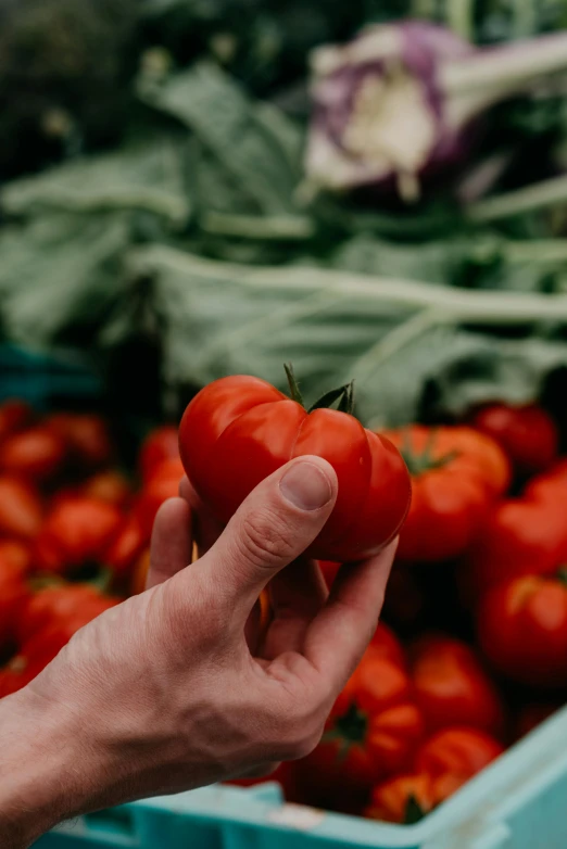 a close up of a person holding a tomato, photo for a store, highly upvoted, multiple stories, red horns