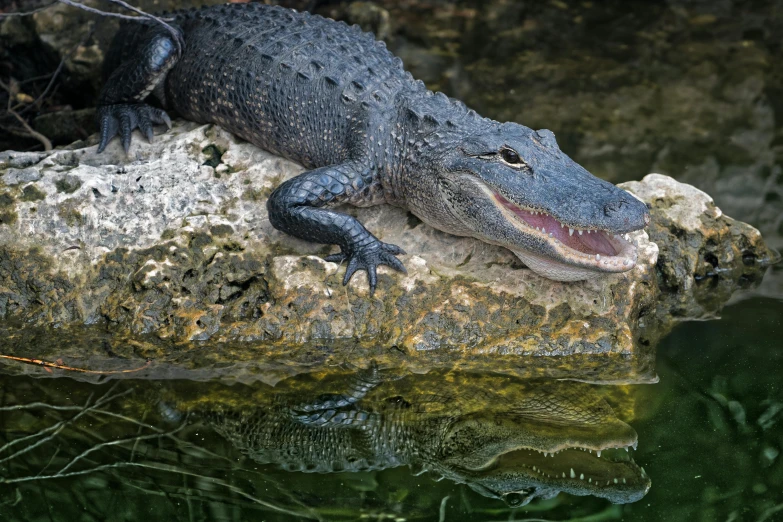 an alligator is sitting on a rock in the water, by Carey Morris, pexels contest winner, fan favorite, sitting on a reflective pool, avatar image, full frame image