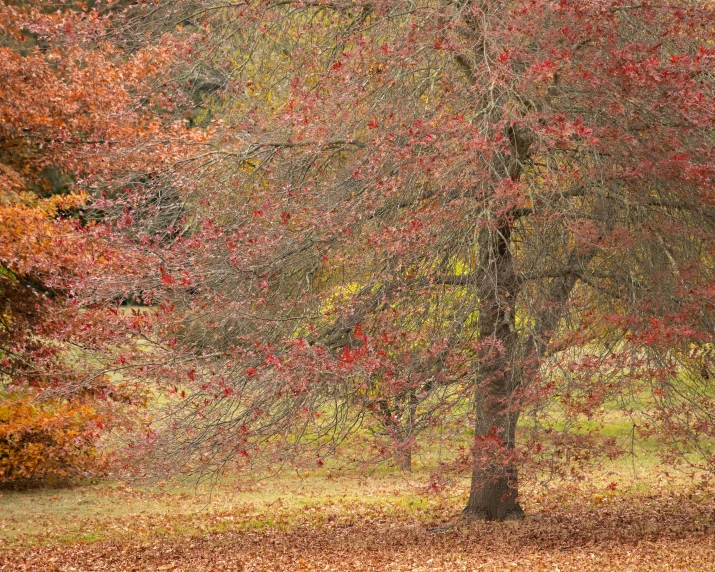 a person sitting on a bench under a tree, by Pamela Drew, flickr, australian tonalism, autumn foliage in the foreground, reds, william penn state forest, lonely tree