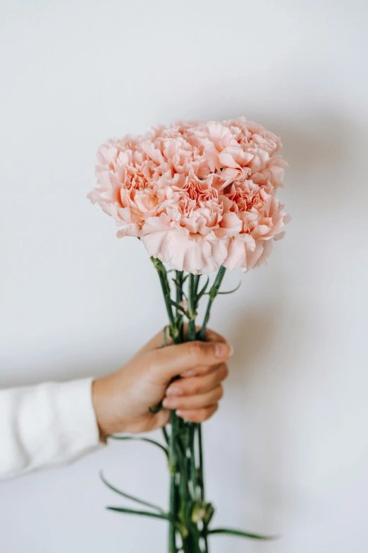 a person holding a bunch of pink carnations, slightly minimal, organic detail, light blush, glazed