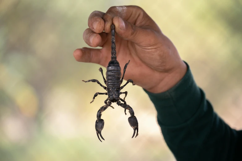 a person holding a scorpion in their hand, by Daniel Lieske, pexels contest winner, hurufiyya, aboriginal, real life size, 3/4 front view, sharp black skin