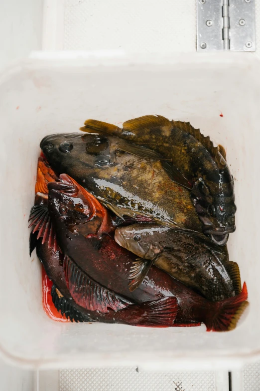 a container filled with fish sitting on top of a counter, dark skinned, reds, 3 heads, te pae