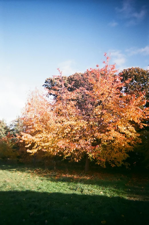 a red fire hydrant sitting on top of a lush green field, inspired by Thomas Struth, autumn colour oak trees, 1990s photograph, multicoloured, sycamore