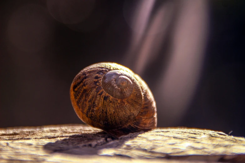a snail sitting on top of a piece of wood, a macro photograph, by Adam Marczyński, pexels contest winner, light glare, brownish fossil, shells, 4 k smooth