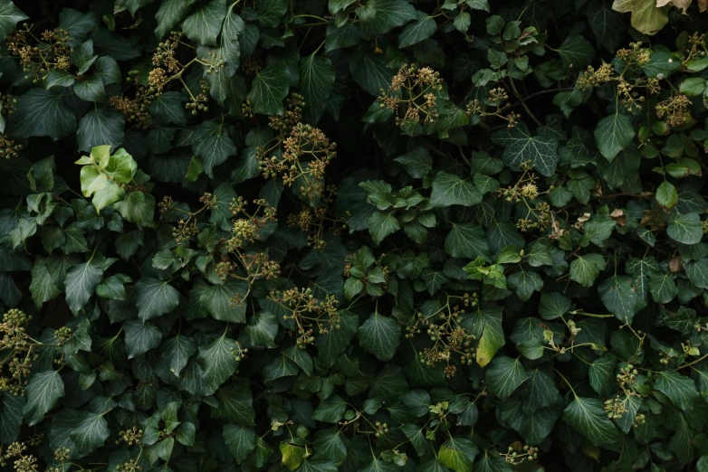 a red fire hydrant sitting on top of a lush green wall, inspired by Elsa Bleda, unsplash, hurufiyya, ivy vine leaf and flower top, wild berries, a high angle shot, sycamore