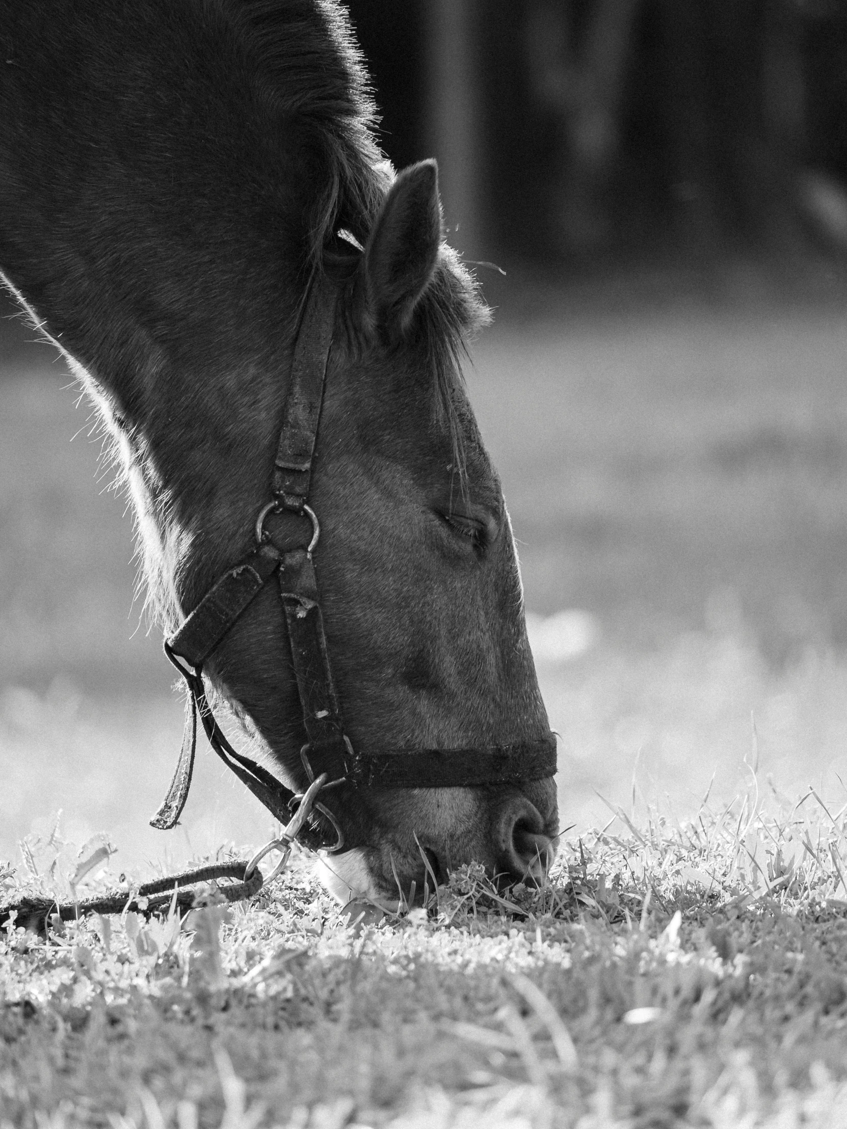 a black and white photo of a horse eating grass, by Heather Hudson, focused on neck, head bowed slightly, by greg rutkowski, low detailed