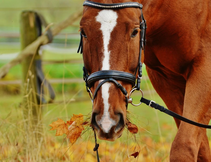 a brown horse standing on top of a grass covered field, covered in leaves, pretty aquiline nose, highly polished, award-winning style