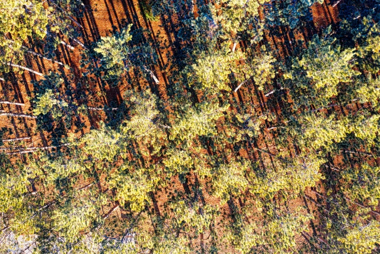 a forest filled with lots of green trees, an ultrafine detailed painting, by Lee Loughridge, unsplash, australian tonalism, aerial iridecent veins, red dusty soil, stereogram, yellow infrared