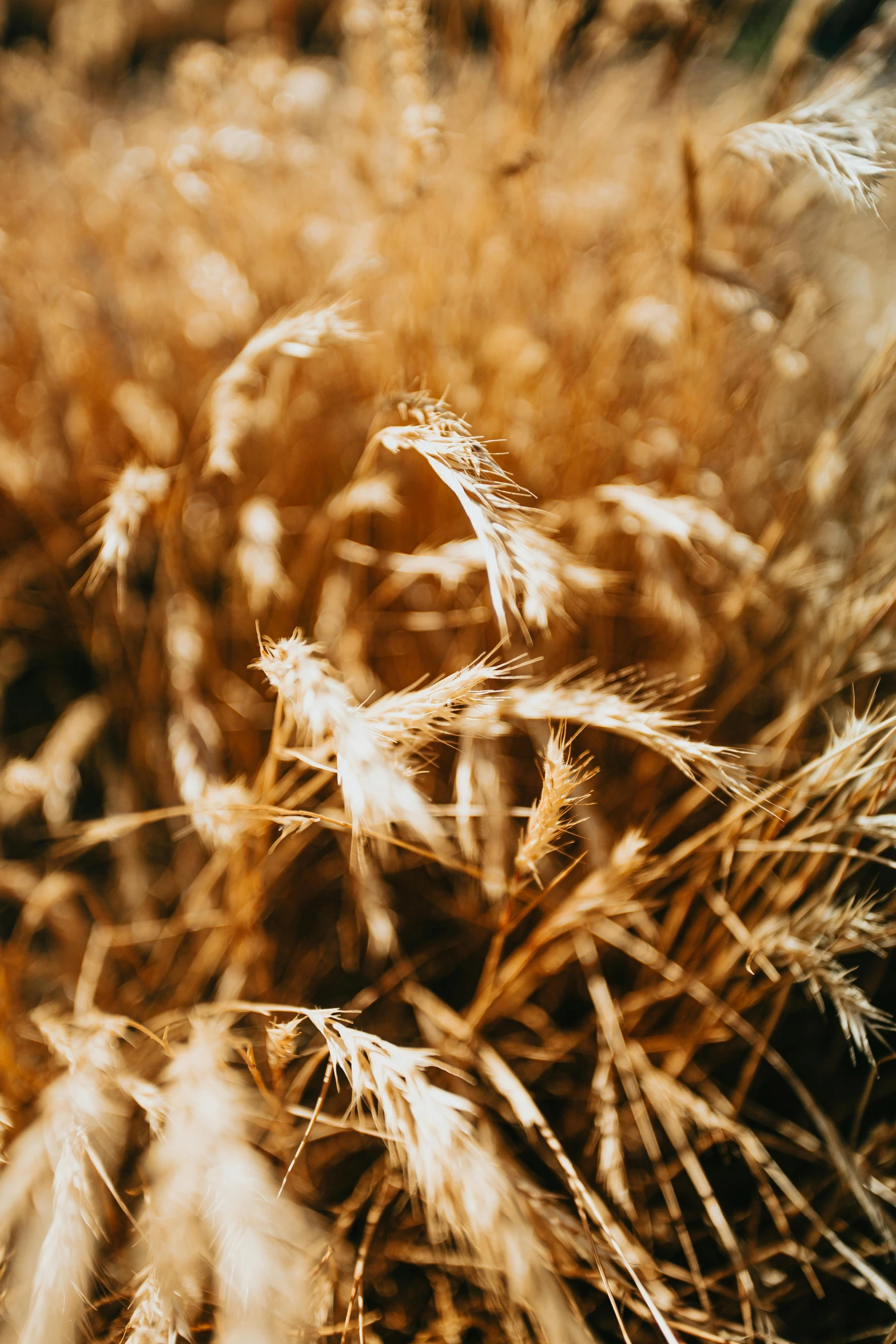 a bunch of dry grass in a field, an album cover, trending on pexels, symbolism, golden light film grain, harvest, malt, brown