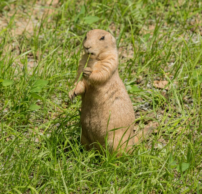 a ground squirrel standing on its hind legs in the grass, renaissance, giving the middle finger, tyler, possibly extra limbs, prairie