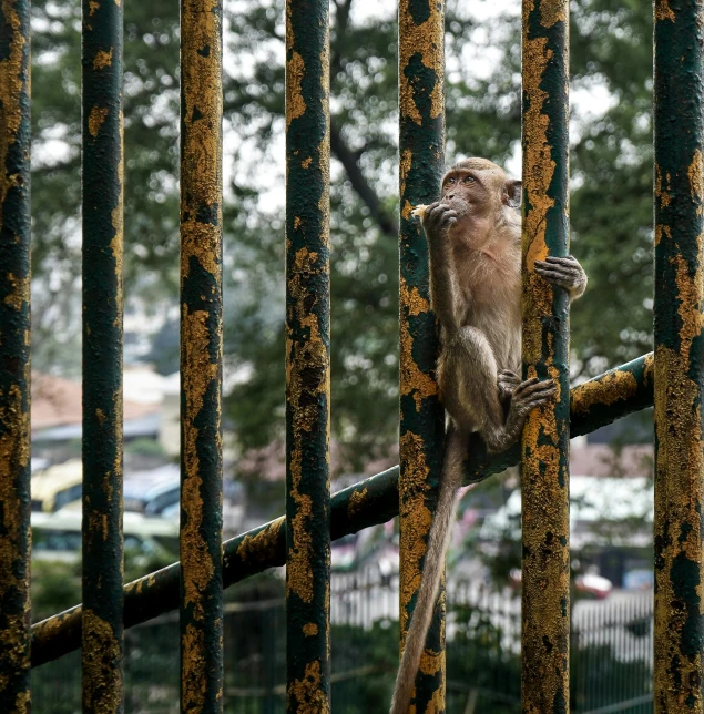 a monkey sitting on top of a metal fence, by Luis Molinari, pexels, renaissance, calcutta, multiple stories, full frame image