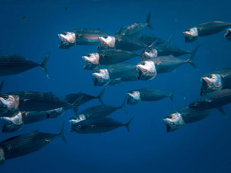 a large group of fish swimming in the ocean, posing for a picture, profile image