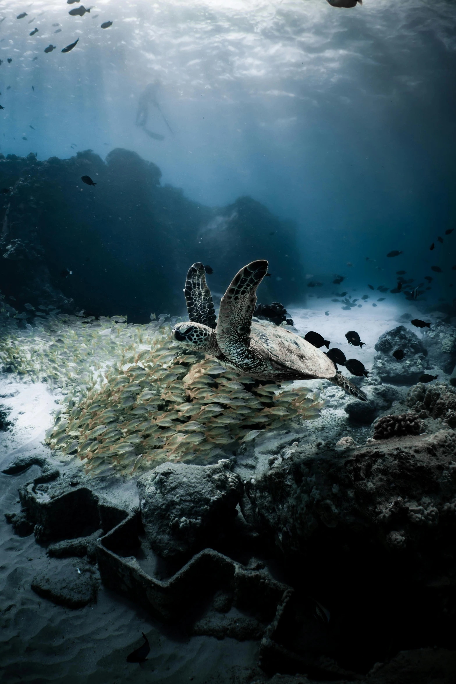 a turtle laying on top of a rock under water, a still life, by national geographic, unsplash contest winner, romanticism, swirling schools of silver fish, by emmanuel lubezki, great barrier reef, overcrowded