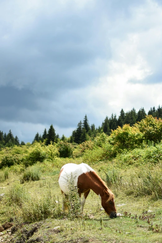 a brown and white horse grazing in a field, by Alison Geissler, haida gwaii, countryside in japan, whistler, a cozy