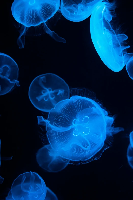 a group of jellyfish swimming under a blue light, slide show