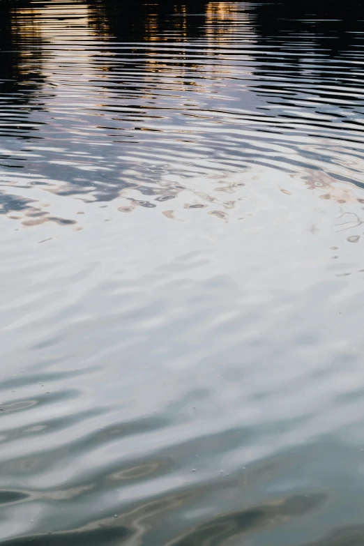 a duck in a body of water with trees in the background, by Carey Morris, trending on unsplash, lyrical abstraction, water ripples, abstract detail, with water and boats, 33mm photo