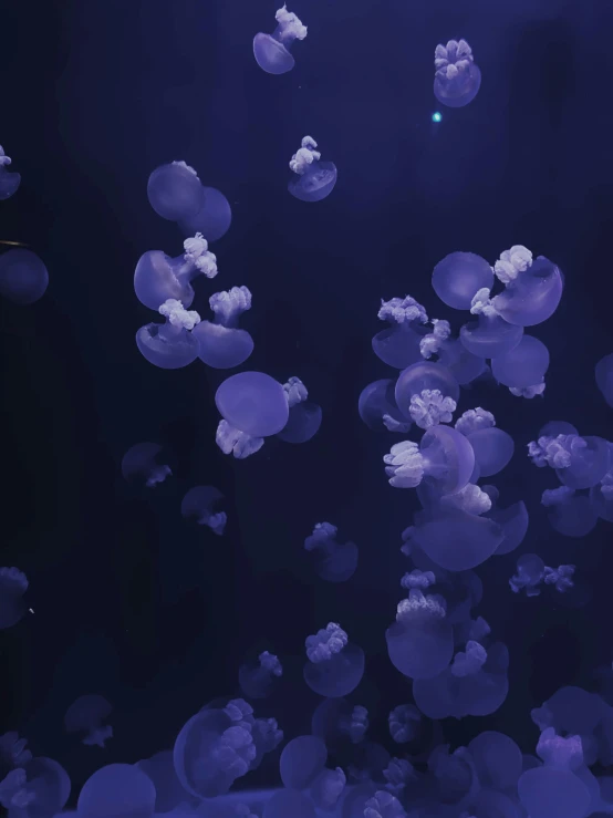 a bunch of jellyfish floating in the water, unsplash, conceptual art, cobalt coloration, webgl render, background image, ansel ]