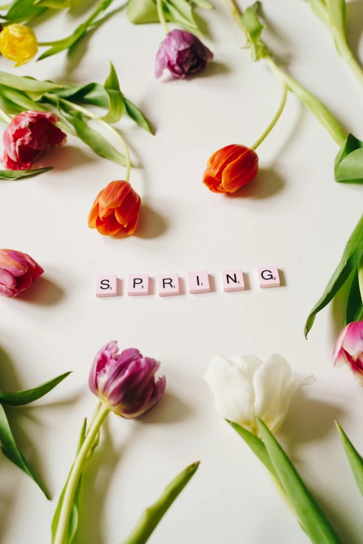 colorful tulips arranged in a circle with the word spring spelled in scrabbles, an album cover, trending on unsplash, spring fashion, thumbnail, white, promotional image