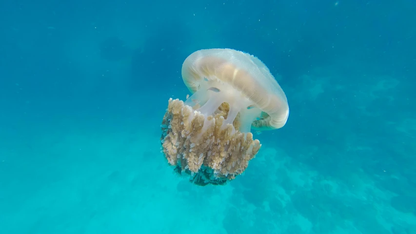 a jellyfish that is floating in the water, great barrier reef, bubbly underwater scenery, upsidedown, slightly tanned